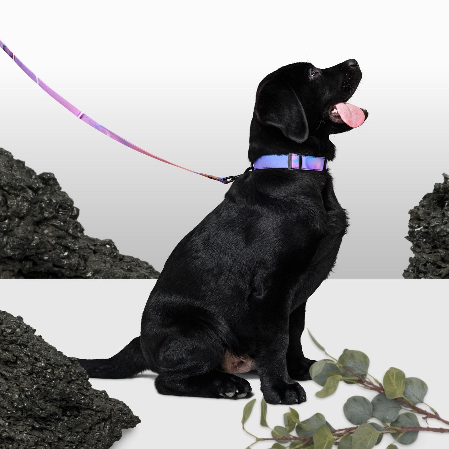 Collare e guinzaglio per animali domestici Lilla