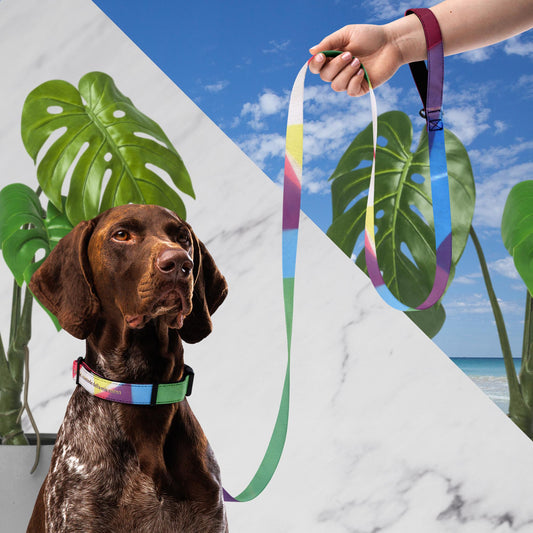 Collare e guinzaglio per animali domestici Arlecchino