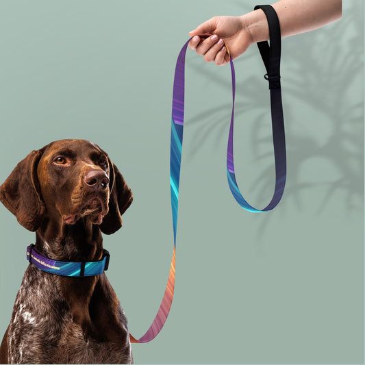 Collare e guinzaglio per animali domestici  Nero