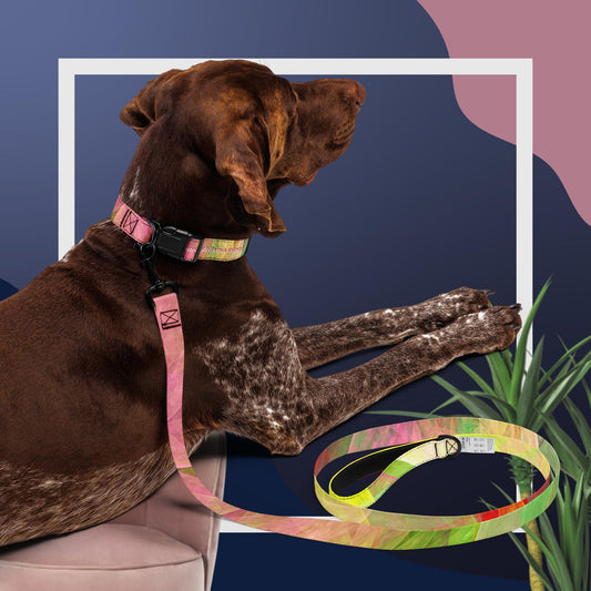 Collare e guinzaglio per animali domestici Giallo