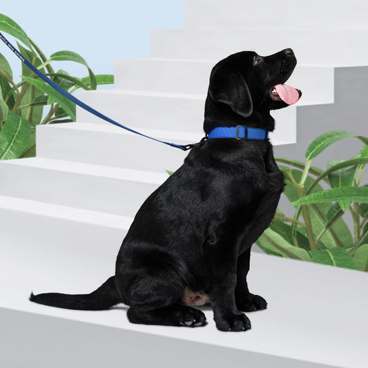Collare e guinzaglio per animali domestici Blu